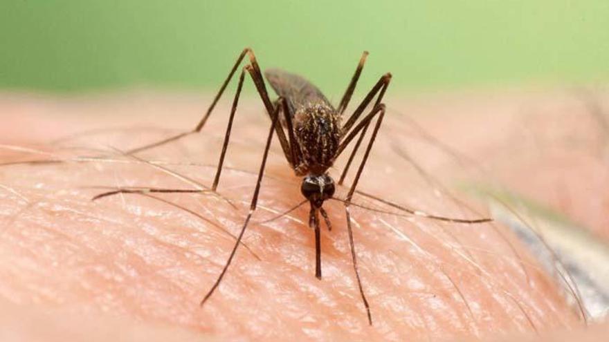 Imagen del mosquito Aedes japonicus.