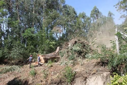 La caída de un gigante