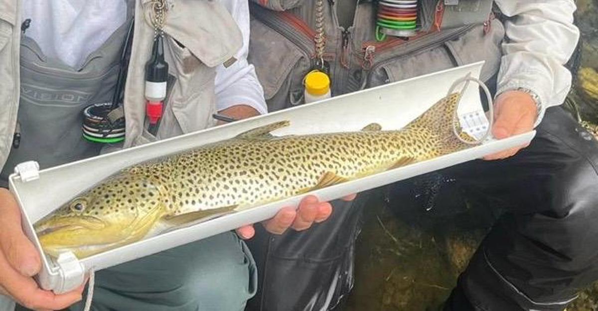 La trucha de mayor tamaño pescada durante la competición, antes de ser devuelta al río.