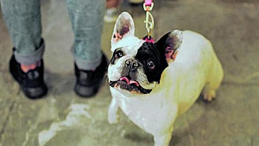 En el centro, un perro, durante su visita al &quot;Market&quot;