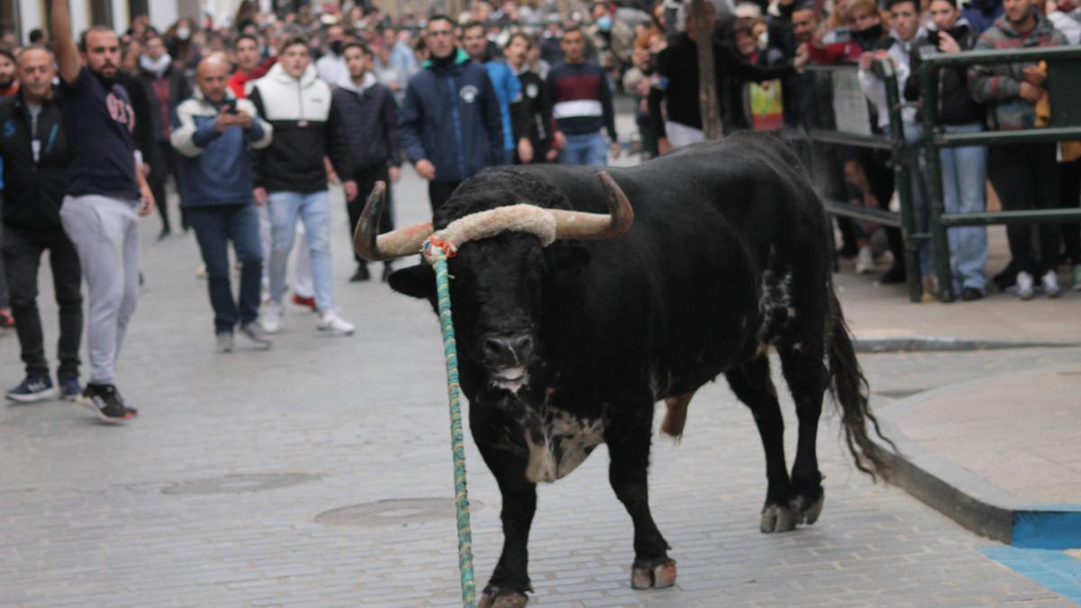 Toro de cuerda en Carcabuey