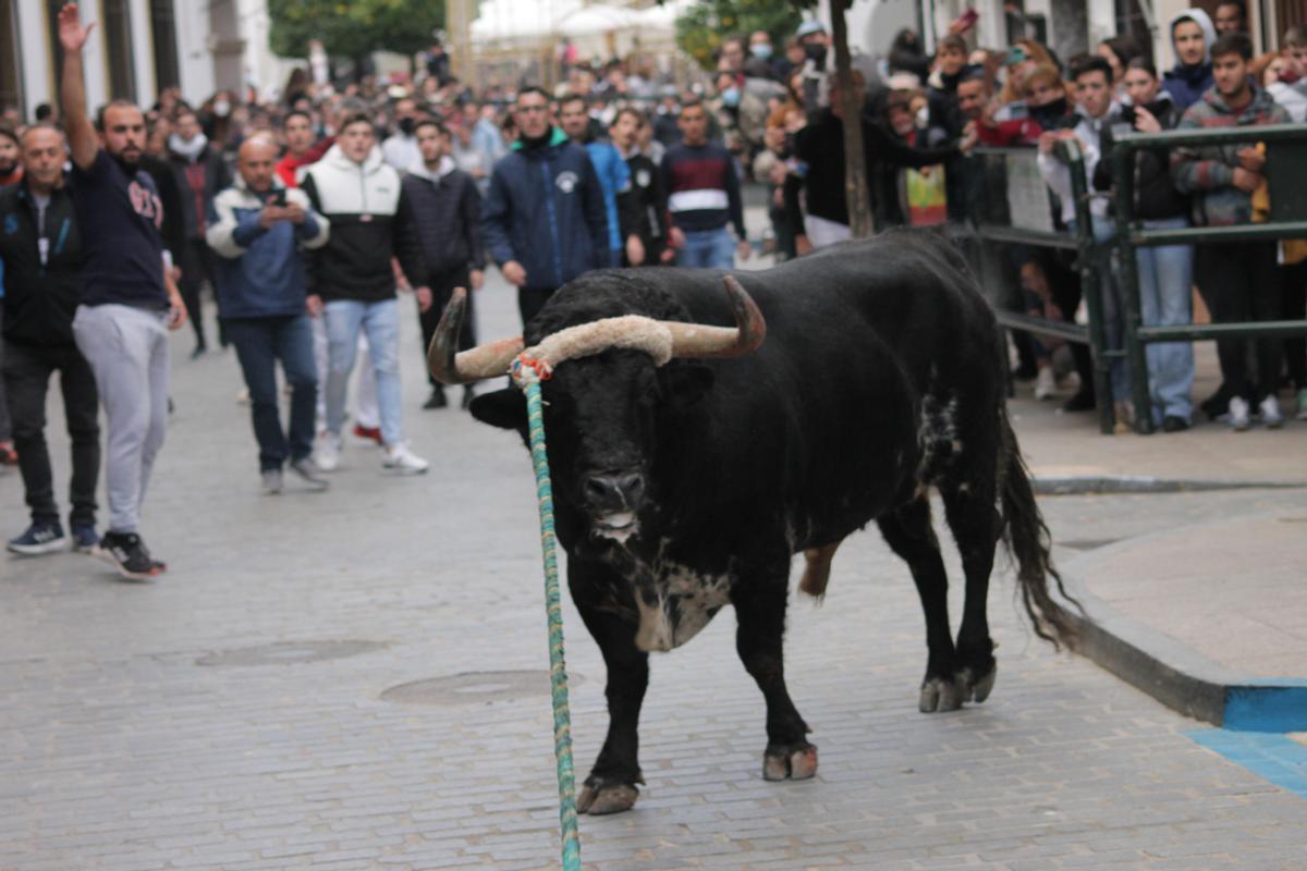 Toro de cuerda en Carcabuey