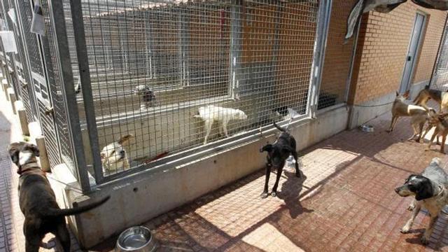 El refugio de Benimàmet, con perros fuera de las jaulas, atestadas.