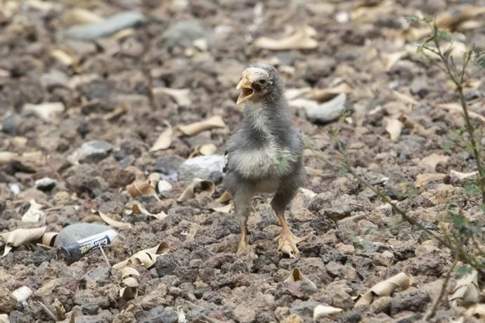 17.09.18. Las Palmas de Gran Canaria. Gallinas y ...