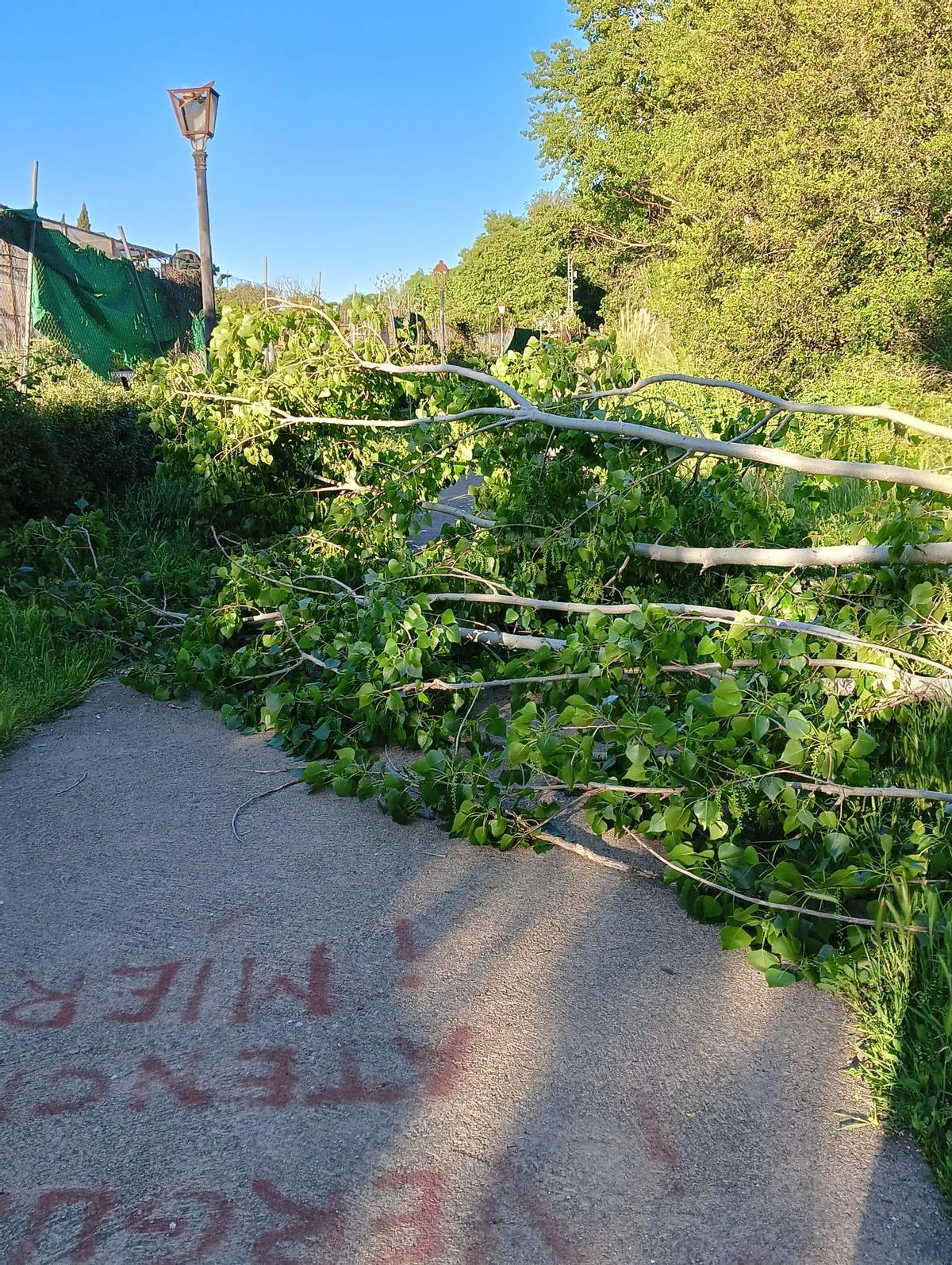 Árboles caídos en el paseo del río de Plasencia, en la margen izquierda.