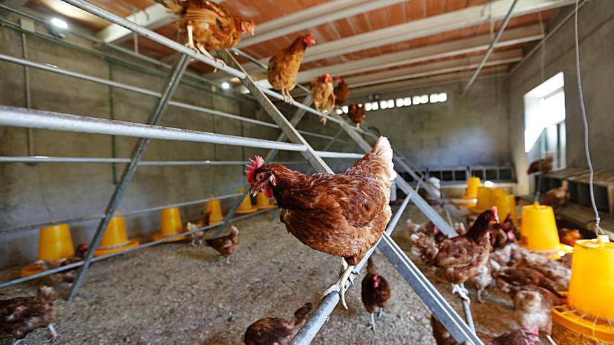Las gallinas tienen un ciclo productivo de dos años. | V. MARÍ