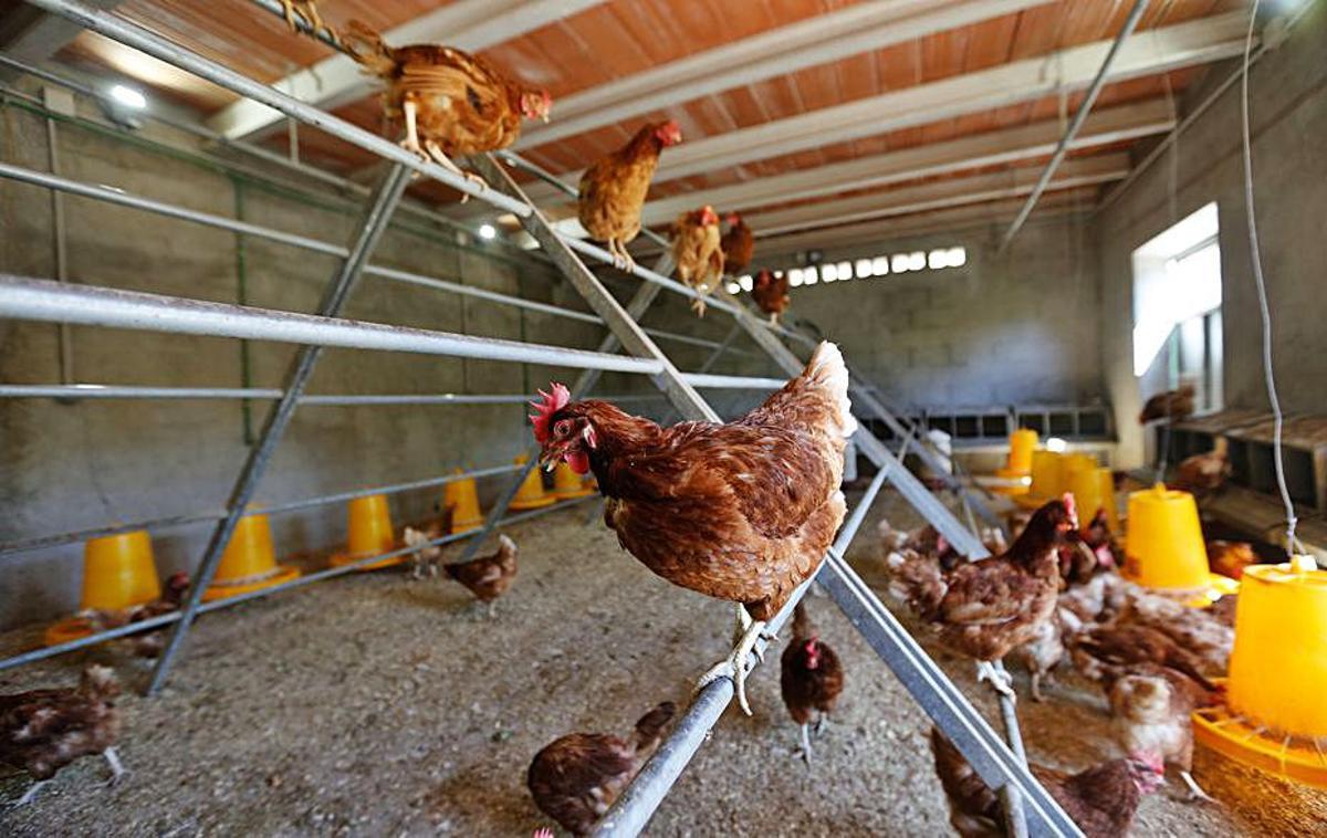 Las gallinas tienen un ciclo productivo de dos años. | V. MARÍ
