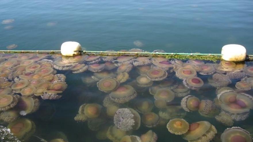 Salud recuerda que la picadura de medusa solo es grave en casos excepcionales