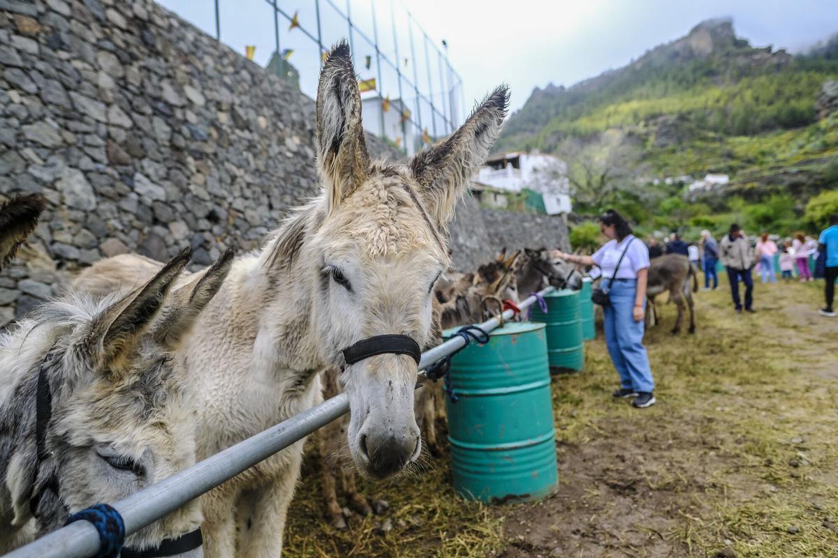 Feria de burros de La Culata de Tejeda 2025