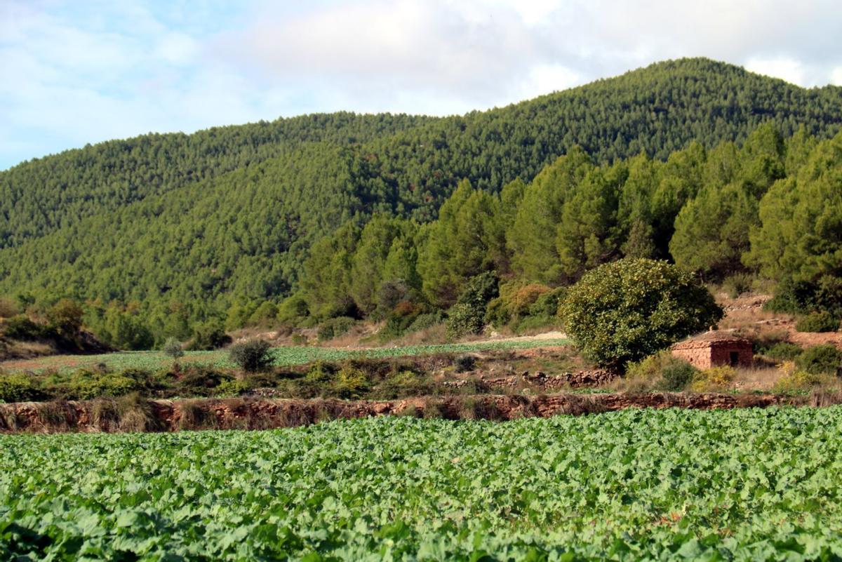 Terrenys on s'ubicarà la planta