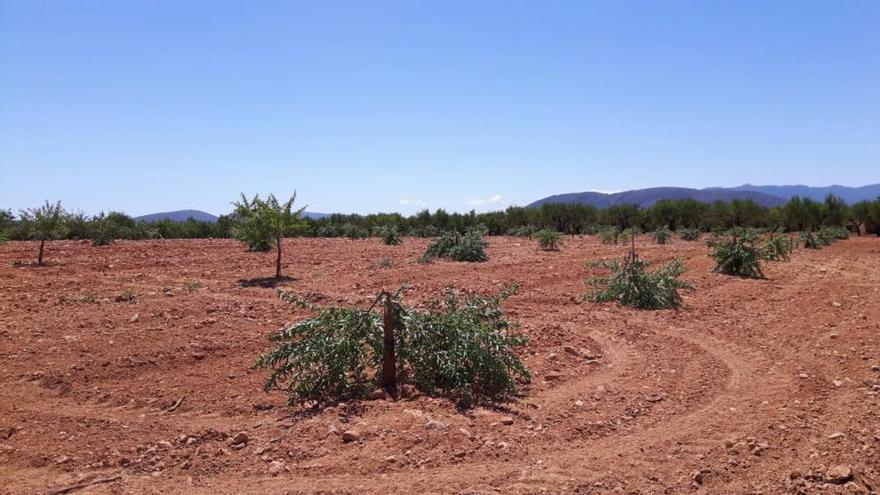 La Unió denuncia el destrozo de más de 200 almendros en Vall d&#039;Alba