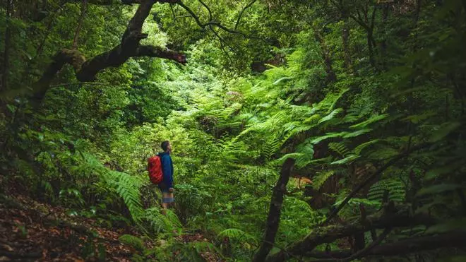 Nadie la visita, pero dicen que es "la Selva de Sumatra de España": helechos gigantes prehistóricos y laurisilva en una isla ignorada