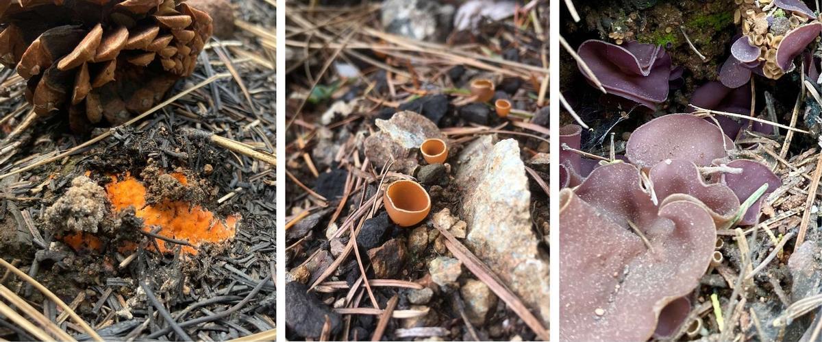 De izquierda a derecha,  Pyronema, Geopyxis y Peziza.