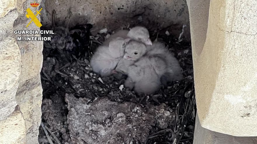 Localizado un nido de cernícalos en una de las torres del Pilar en obras