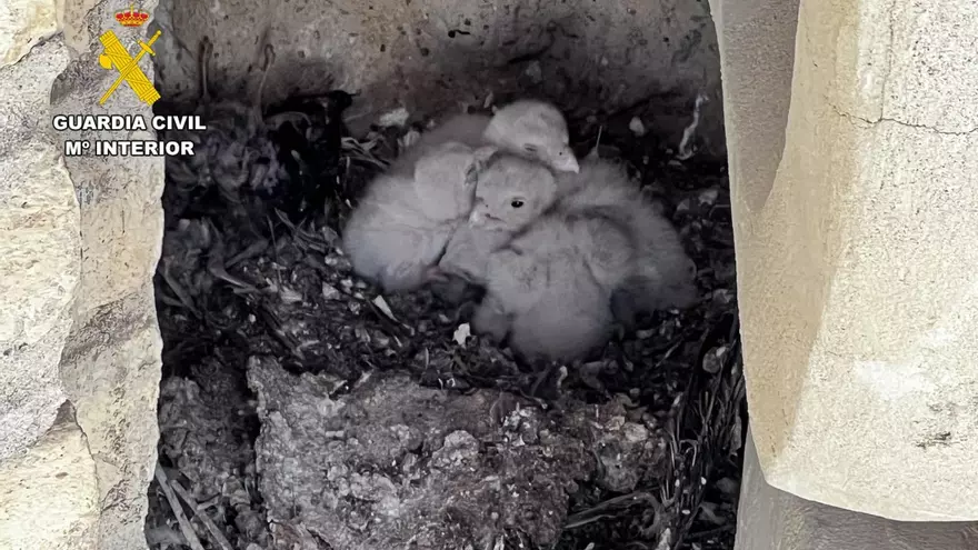 Localizado un nido de cernícalos en una de las torres del Pilar en obras