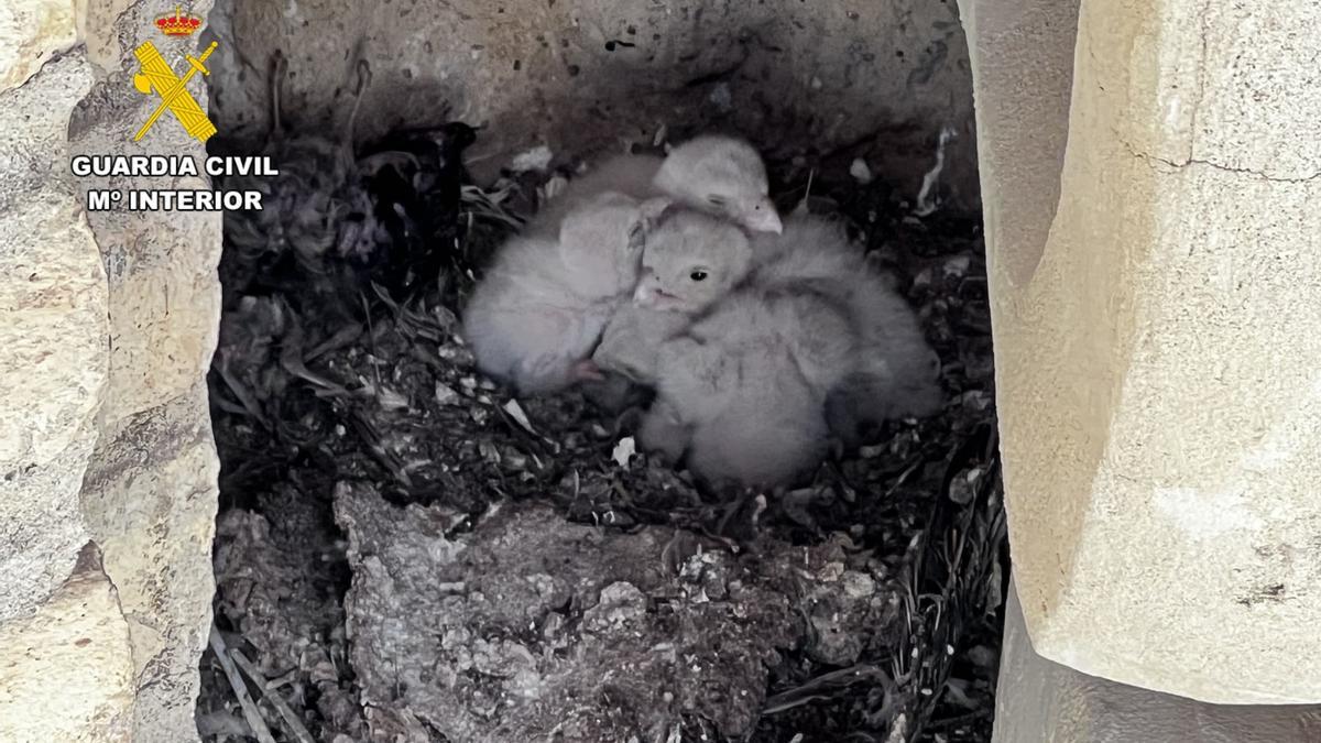 En imágenes | Localizado un nido de cernícalos en una de las torres del Pilar en obras