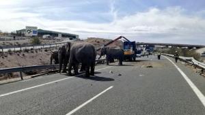 Los elefantes, circulando por la autopista. 