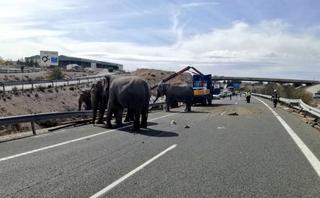 Un camión cargado de elefantes de circo vuelca en una autovía en Albacete