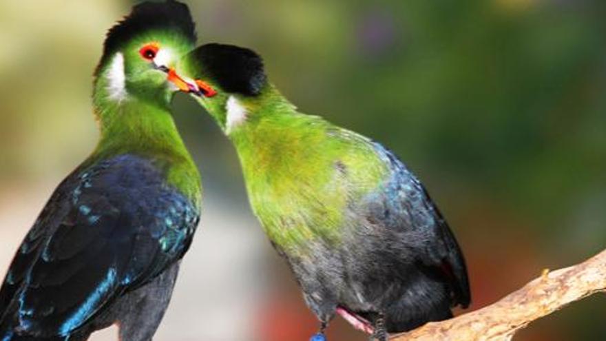 Una pareja de turacos da muestras de cariño en Palmitos Park.