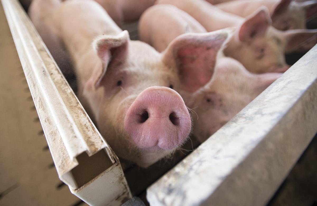 Cerdos en una explotación intensiva.