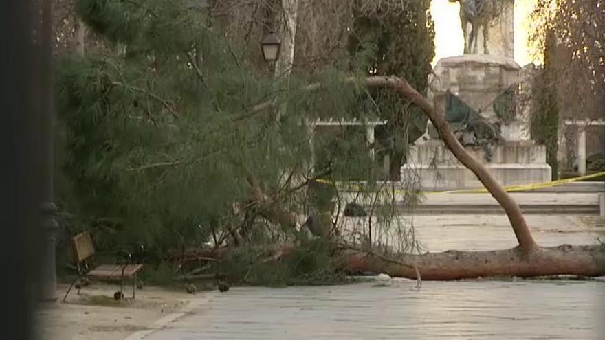 Muere un niño de 4 años al caerle encima un árbol en el parque El Retiro de Madrid