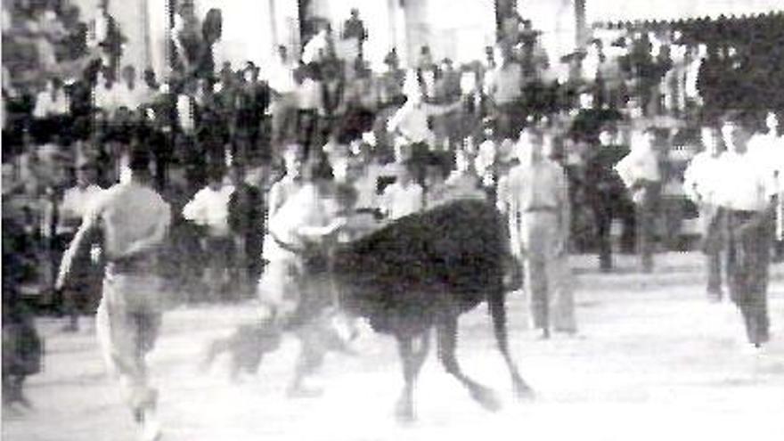 Rodando el toro en un festejo grauero hacia los años 30 del pasado siglo.