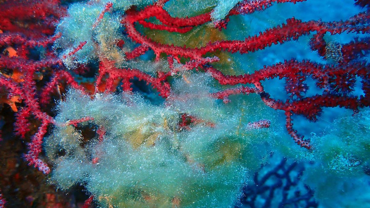 Imagen de la especie llamada 'Chrysonephos lewisii' localizada en aguas del Cap de Creus.