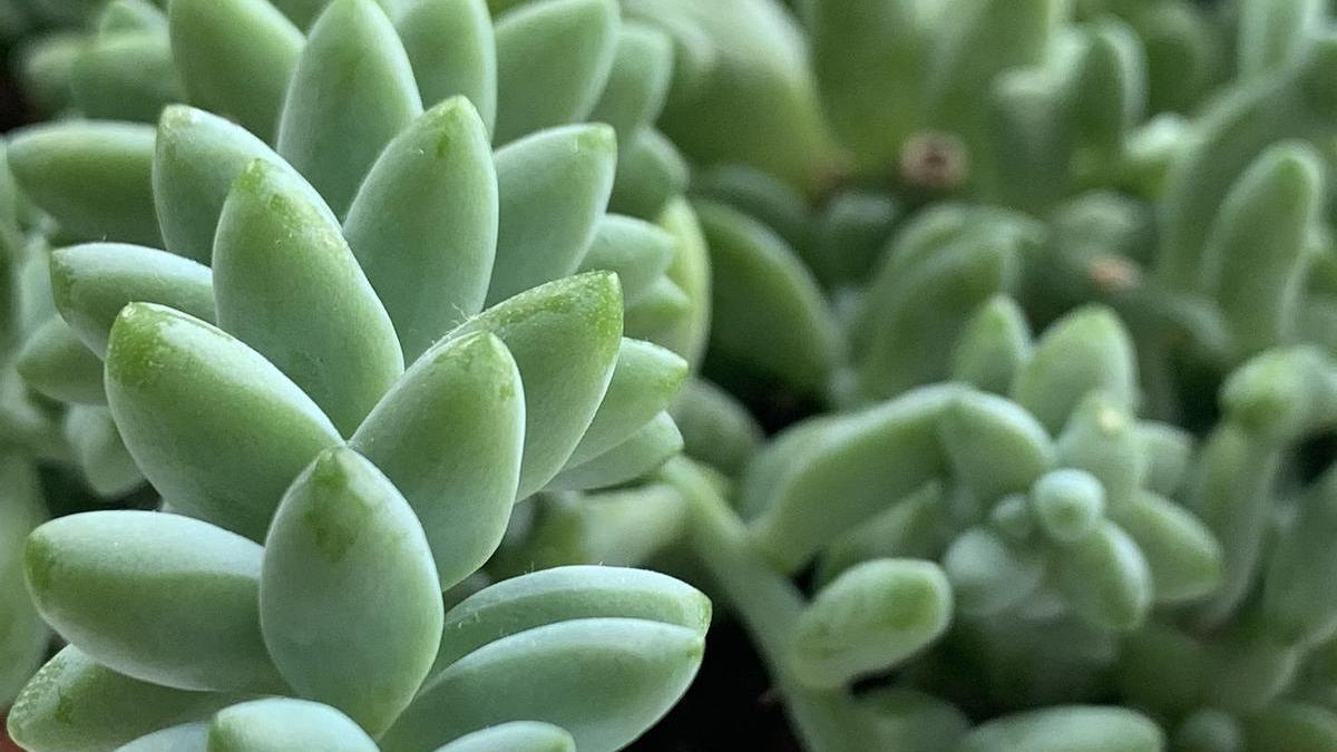 Cola de burro planta | La planta colgante que llenará tu terraza de flores  este verano