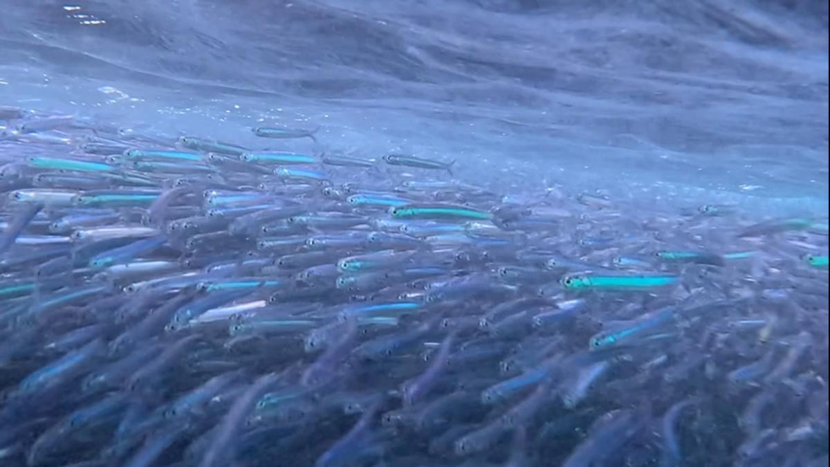 El vídeo viral de un gran banco de peces frente al hotel Vela de Barcelona