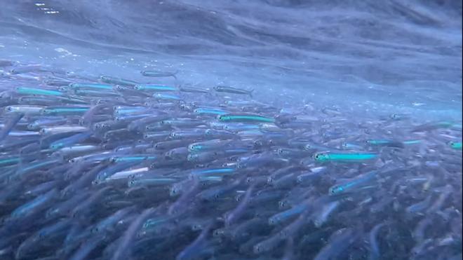 El vídeo viral de un gran banco de peces frente al hotel Vela de Barcelona