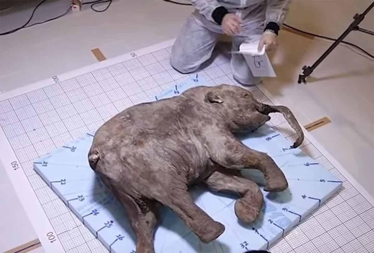 Cría de mamut lanudo recuperado en Siberia