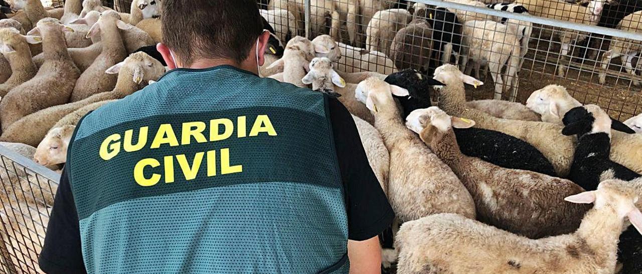 Siete detenidos por robar cerca de 300 cabezas de ganado en las tres comarcas