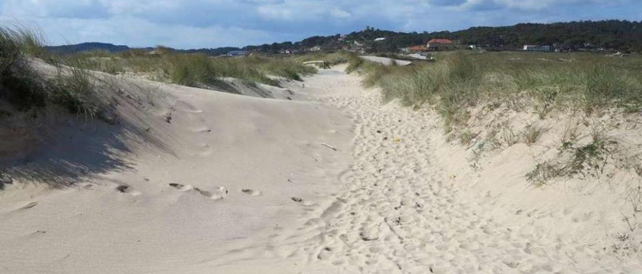 La zona dunar de A Lanzada, donde encuentra cobijo la alondra común. En el recuadro, el cartel de la SGO que la designa como ave del año en Galicia. // Muñiz