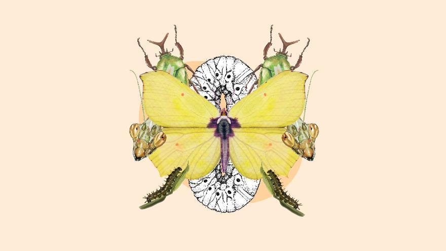 Familia: taller de ilustración científica. Los insectos