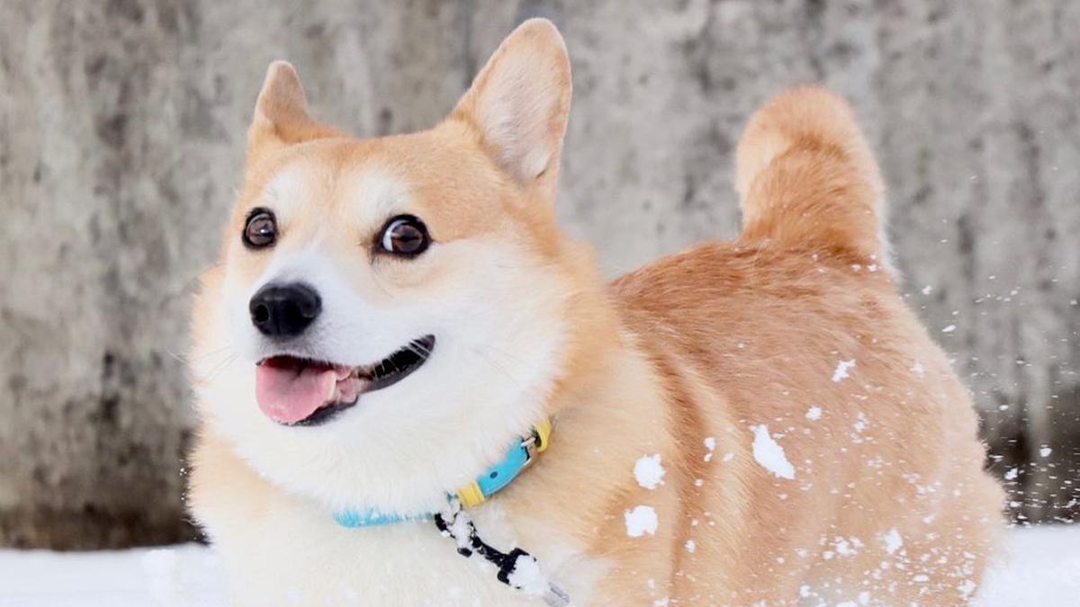 Instagram perro dog  Gen The Corgi