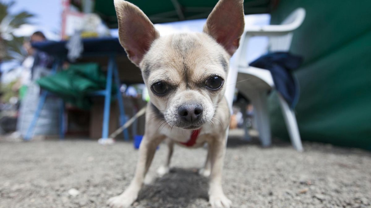 Un perro en el parque La Granja de Santa Cruz de Tenerife.