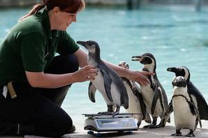 Vicki Fyson, una cuidadora del zoo de Londres, intenta pesar un pingüí Humboldt. La intenció és portar un control del pes i dimensions de tots els animals del parc.