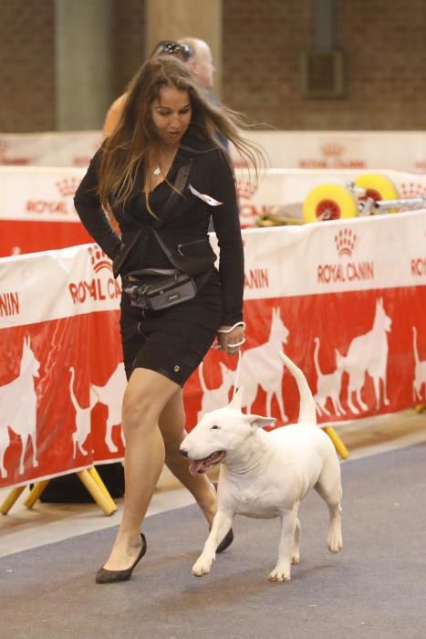 XXI Exposició Internacional Canina