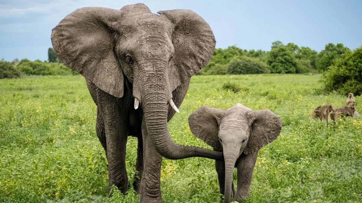 Un elefante y su cría, en la sabana africana