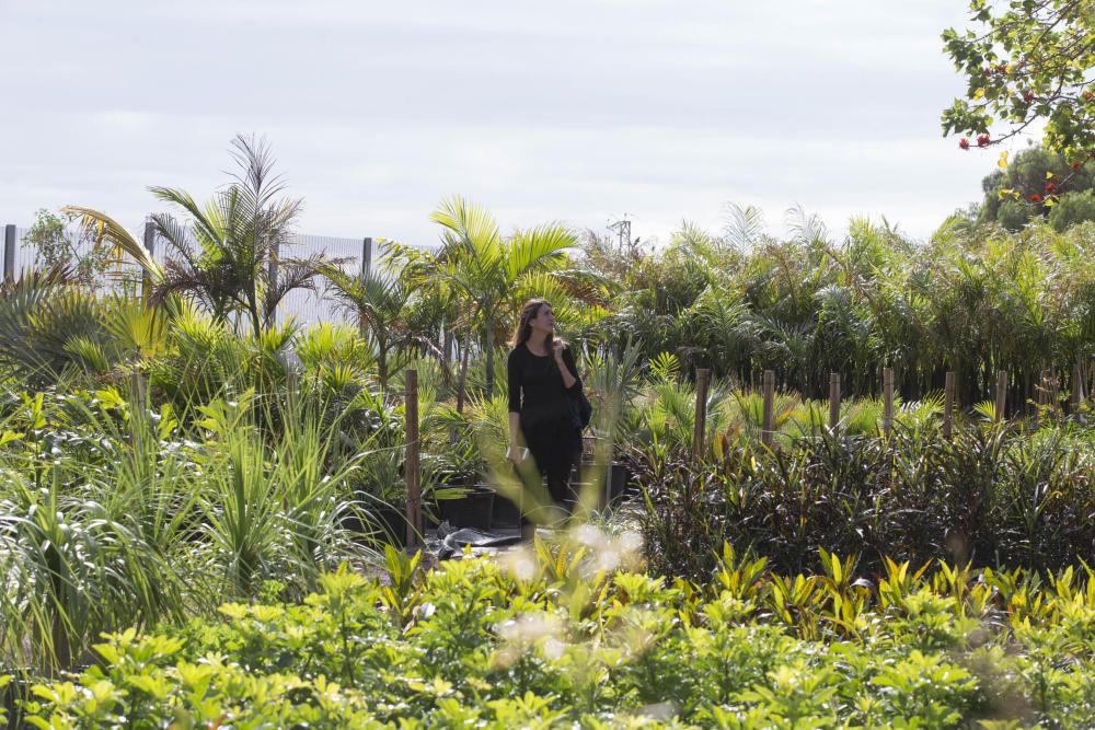 Vivero de Santa Cruz de Tenerife