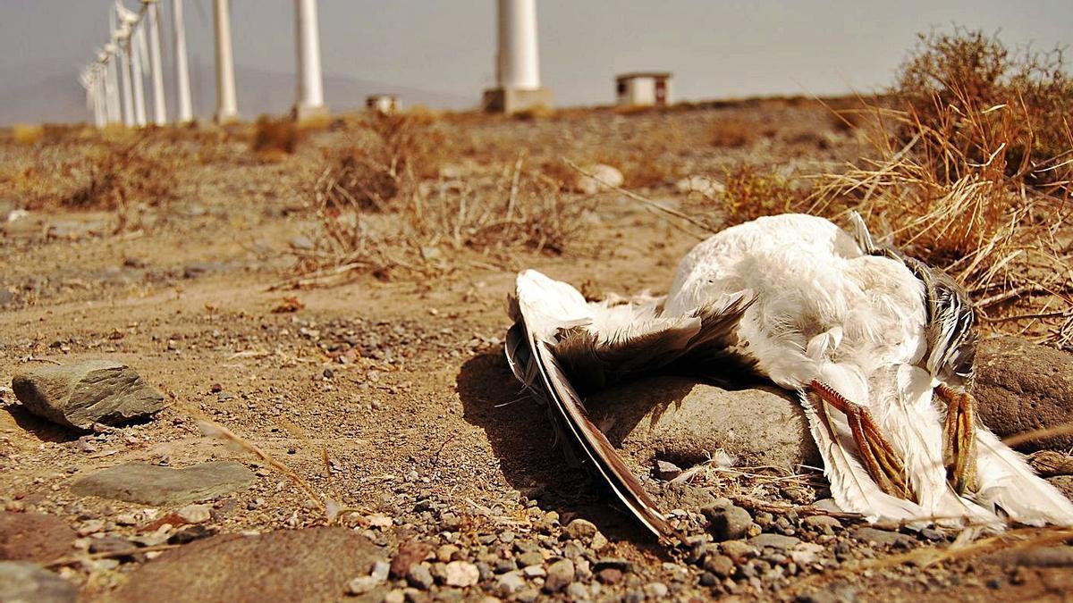 Un ejemplar de gaviota patiamarilla (’Larus michahellis’) muerta por el impacto con un molino de viento. | | LP/DLP