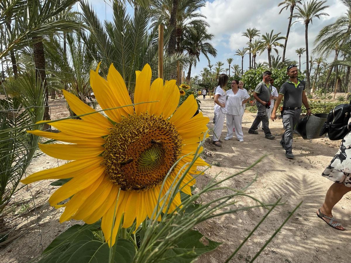 El huerto terapéutico del Hospital General de Elche es otra de las actividades de la Unidad de Salud Mental