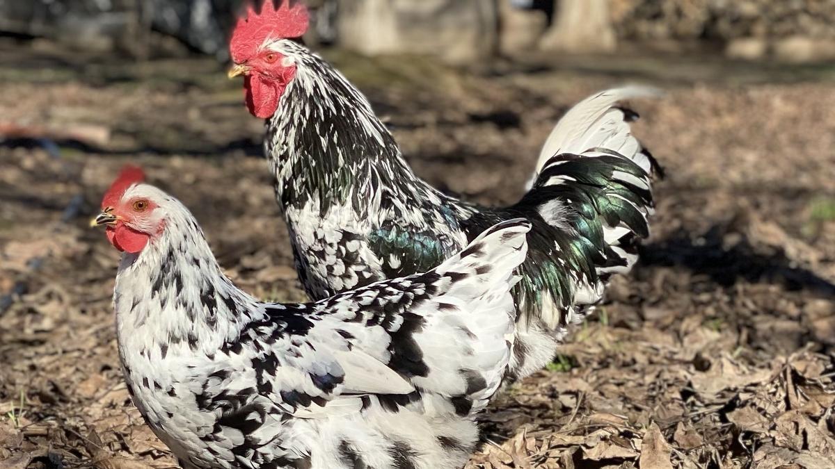 Dos ejemplares de la gallina pita pinta asturiana, amenazada de riesgo de extinción.