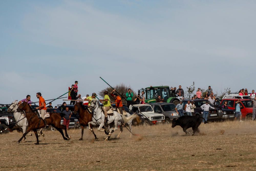 Encierro campero Pereruela