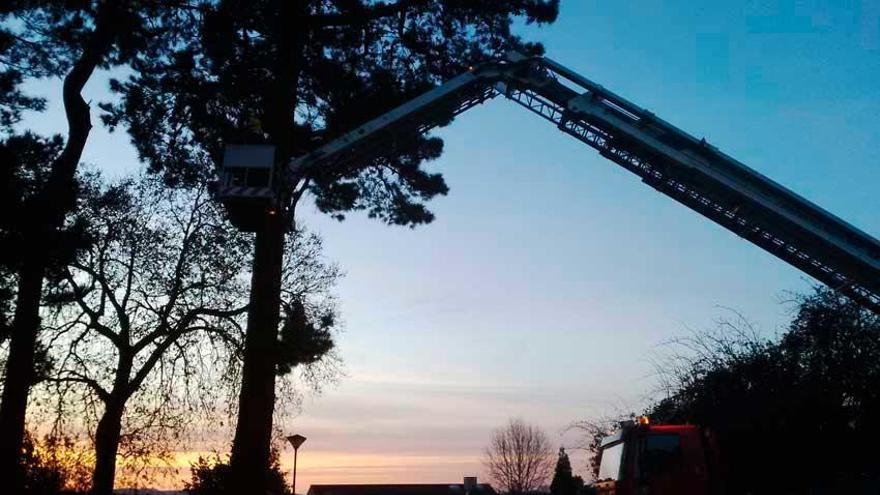 Retirada de un nido de avispa asiática con el camión de bomberos.