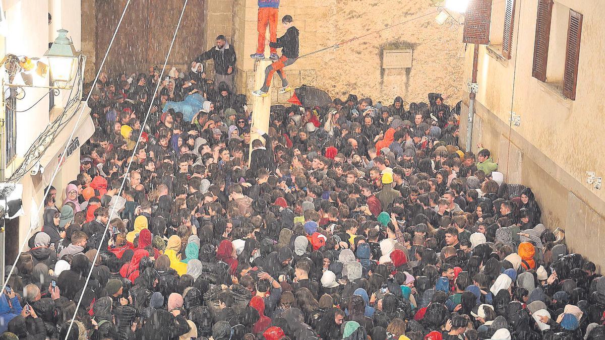 Polémica Pi Pollença | Sergi Gómez corona 'in extremis' el pino de Sant  Antoni