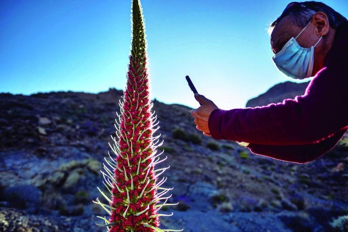 Explosión de color en el Teide