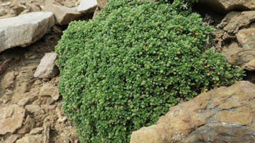 Una mostra de la planta, l&#039;Herniaria alpina