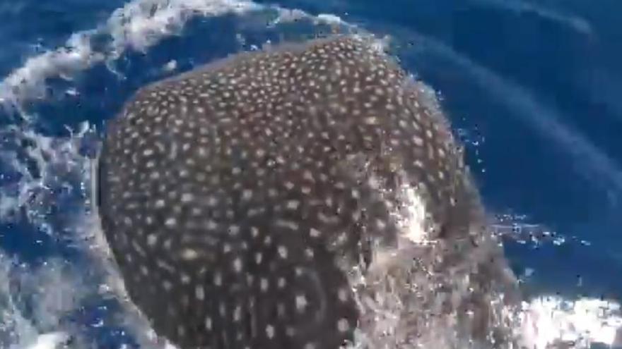 Un tiburón ballena sorprende a unos pescadores en aguas canarias