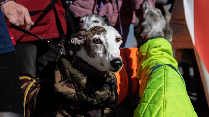 El Congreso aprueba la ley de Protección Animal